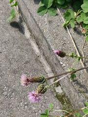 Cirsium arvense