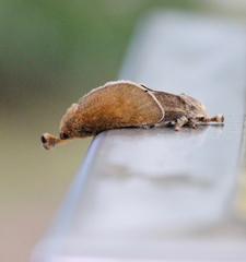 Scopelodes contracta