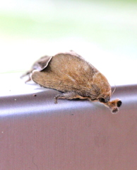 Scopelodes contracta