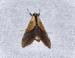 Sagariphora magnificalis