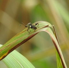 Merocoris