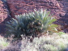Macrozamia macdonnellii