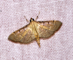 Herpetogramma rudis