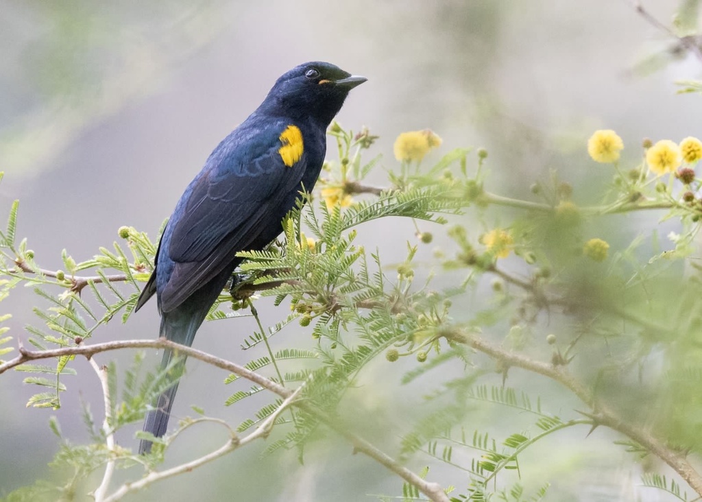 Black Cuckooshrike