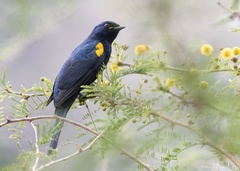 Black Cuckooshrike photo 1