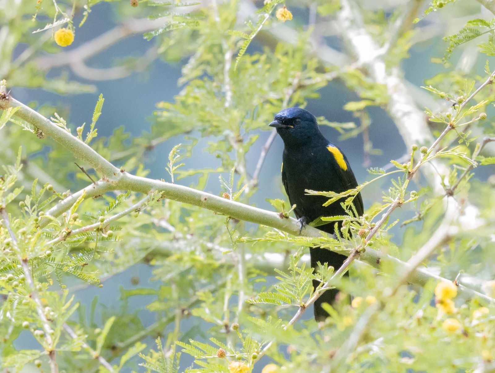 Black Cuckooshrike illustration