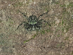 Stephanopis carcinoides