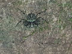 Stephanopis carcinoides