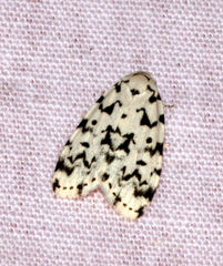 Aemene taprobanis