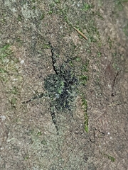 Stephanopis carcinoides