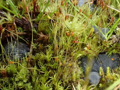 Ditrichum heteromallum