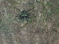 Stephanopis carcinoides