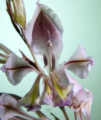 Gladiolus permeabilis edulis