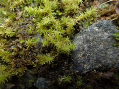 Racomitrium ericoides