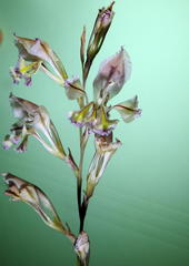 Gladiolus permeabilis edulis