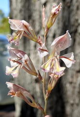 Gladiolus permeabilis edulis