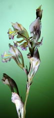 Gladiolus permeabilis edulis