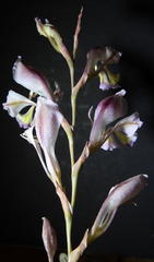 Gladiolus permeabilis edulis
