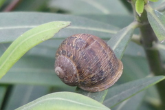 Cornu aspersum