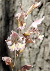 Gladiolus permeabilis edulis