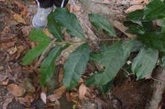 Strophanthus divaricatus