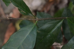 Strophanthus divaricatus
