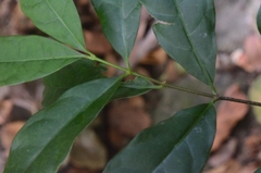 Strophanthus divaricatus