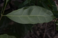 Strophanthus divaricatus