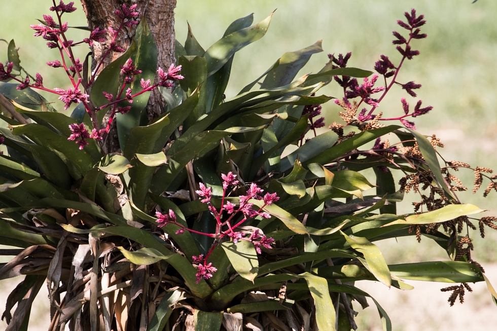 Hohenbergia rosea