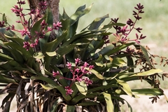 Hohenbergia