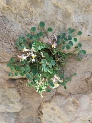 Sarcocapnos enneaphylla