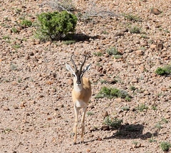 Nanger soemmerringii