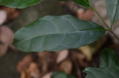 Strophanthus divaricatus