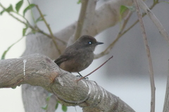 Pyrocephalus rubinus obscurus