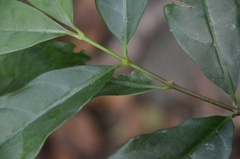 Strophanthus divaricatus