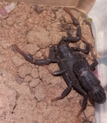 Parabuthus transvaalicus