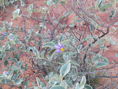 Solanum orbiculatum