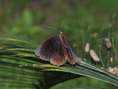 Elymnias hypermnestra