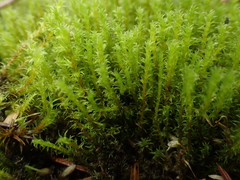 Racomitrium ericoides