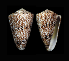 Conus araneosus