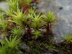 Polytrichum perigoniale