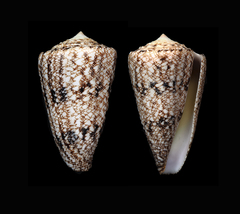 Conus araneosus