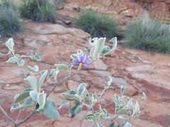 Solanum orbiculatum