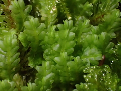 Saccogyna viticulosa