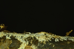 Hydnocristella himantia