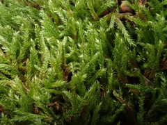 Sciuro-hypnum plumosum