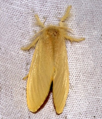 Euproctis subfuscula