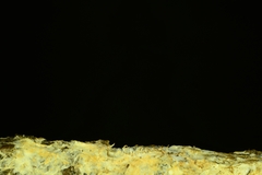 Hydnocristella himantia