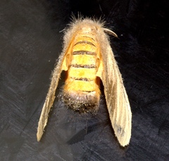 Euproctis subfuscula