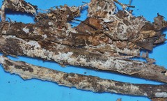 Hydnocristella himantia